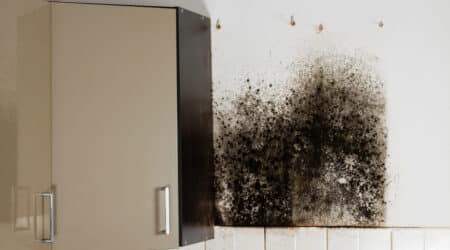 Mold behind kitchen cabinets.