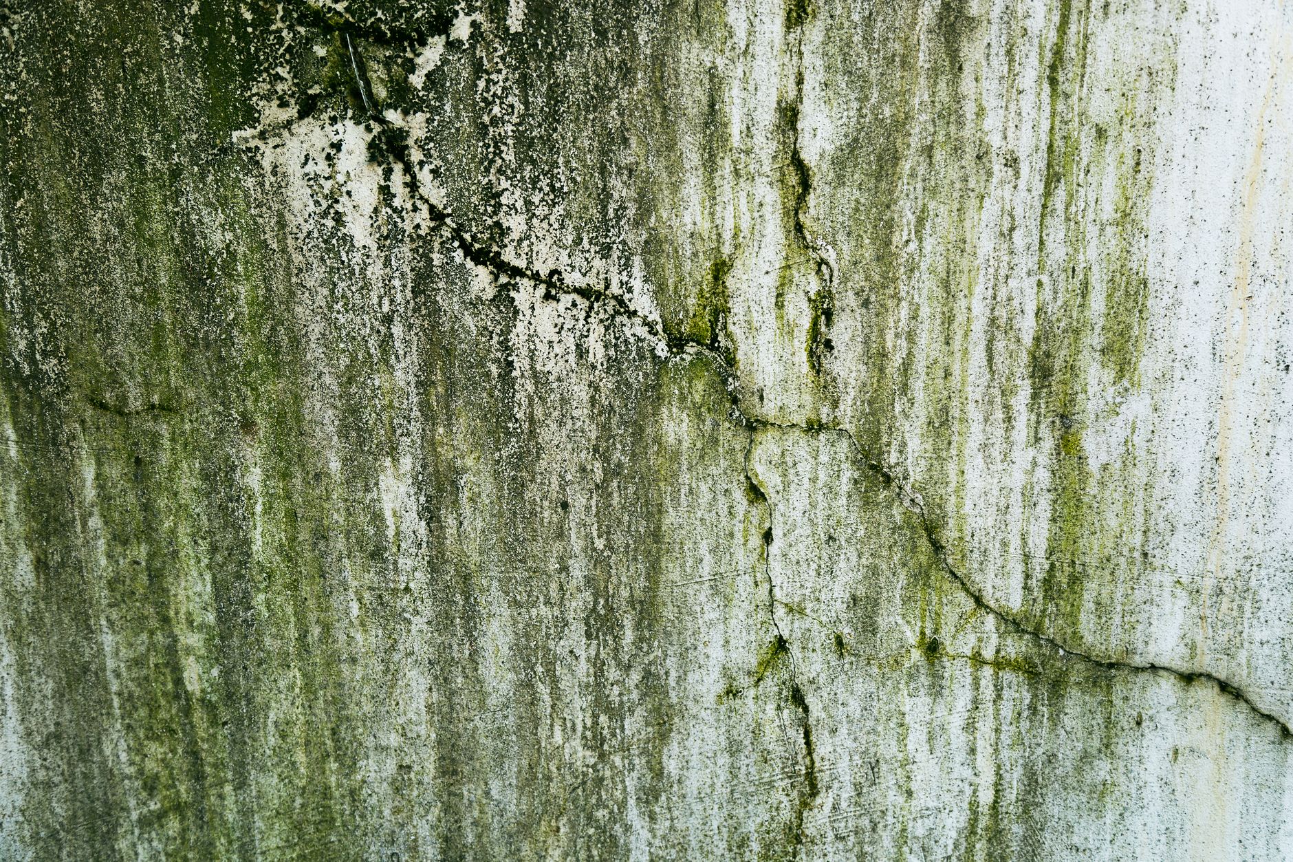 Mold growing on the interior wall of a New Orleans home