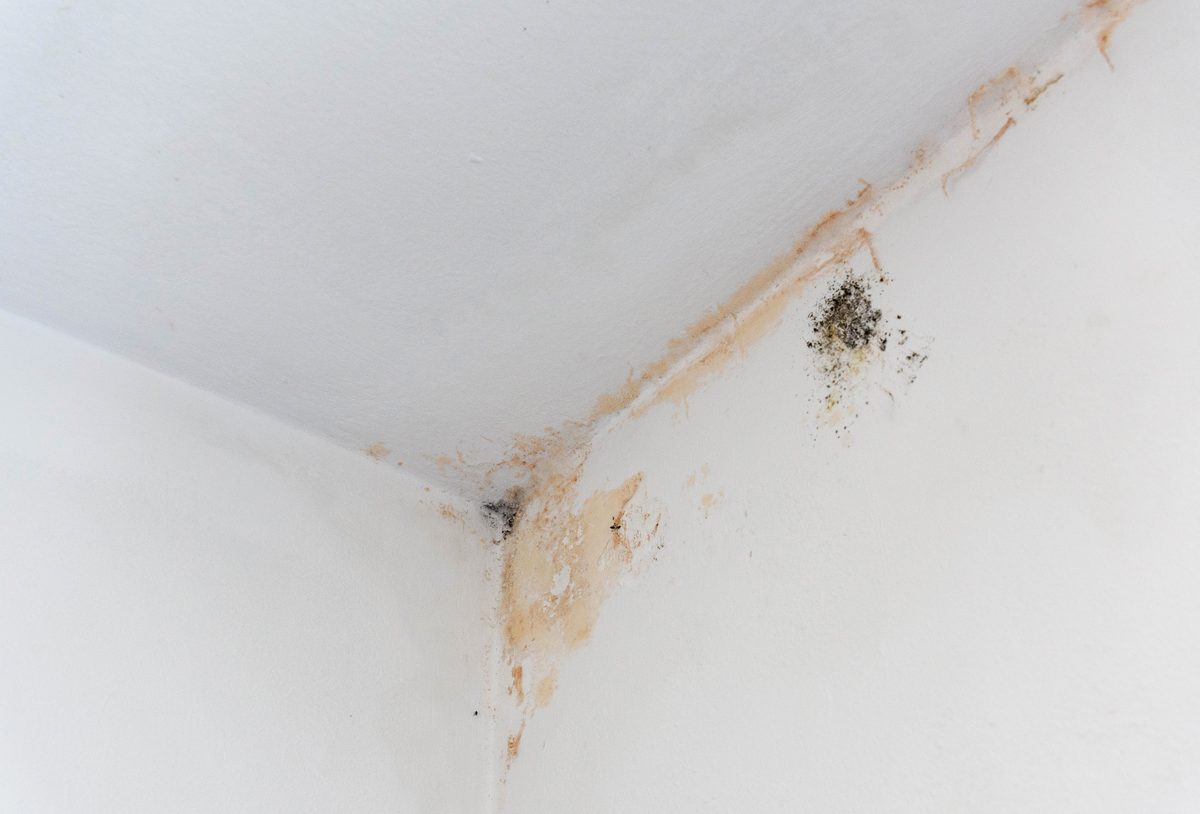 Water stains and mold creeping down a wall corner below the ceiling