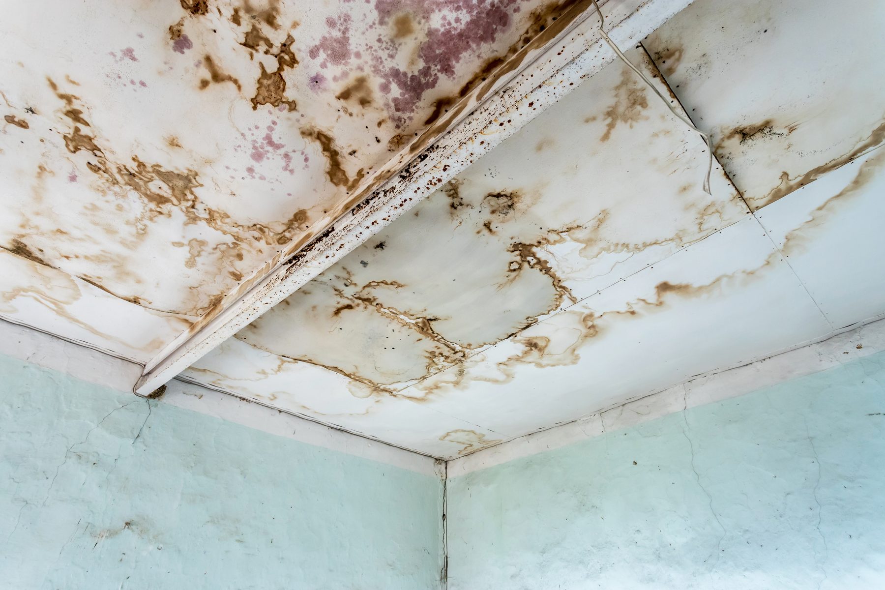 Water damage and mold staining spreading across a ceiling and wall